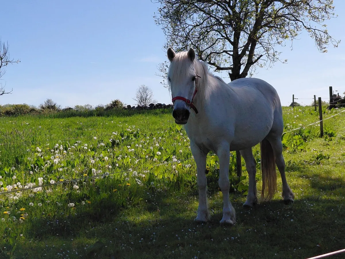 Class 1 Connemara Mare - Image 3