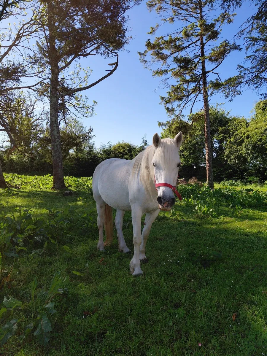 Class 1 Connemara Mare - Image 1