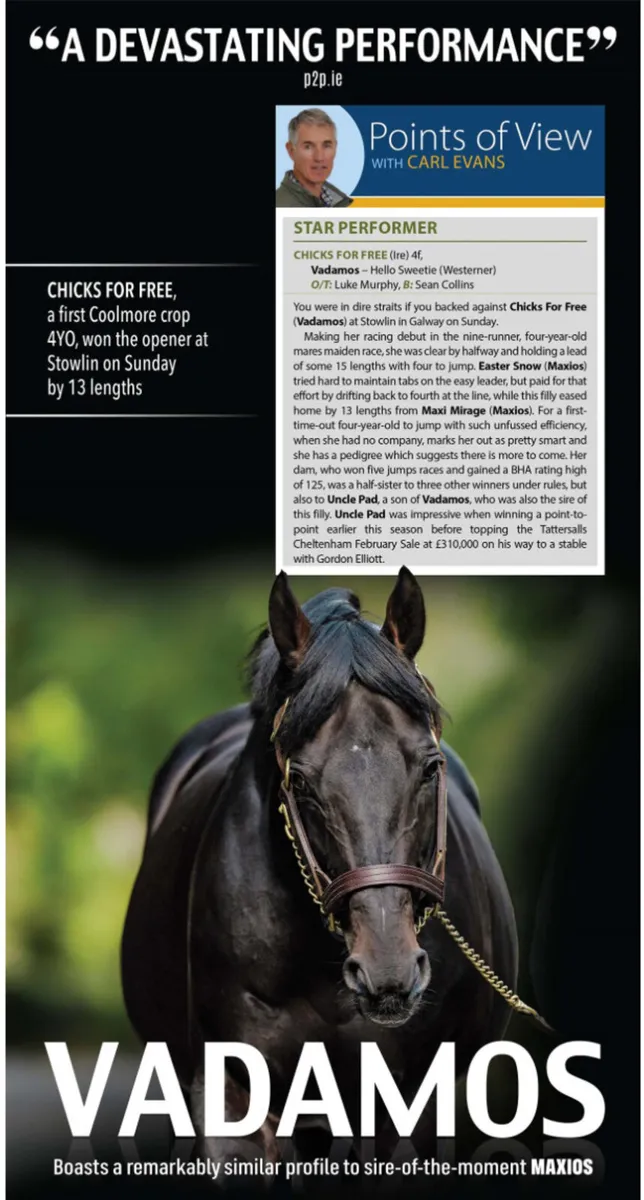 Vadamos 3yo - Image 2