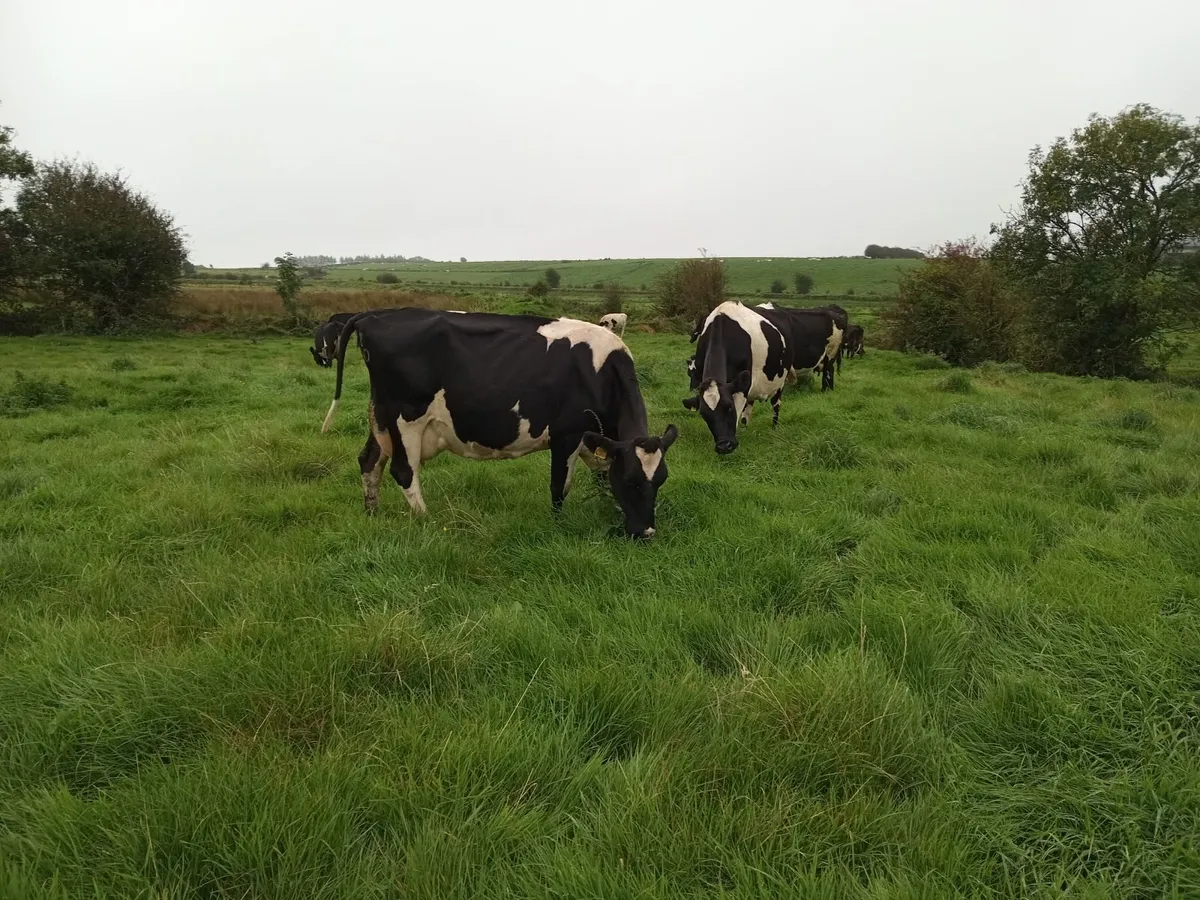 calfed  young  cows in full milk - Image 2