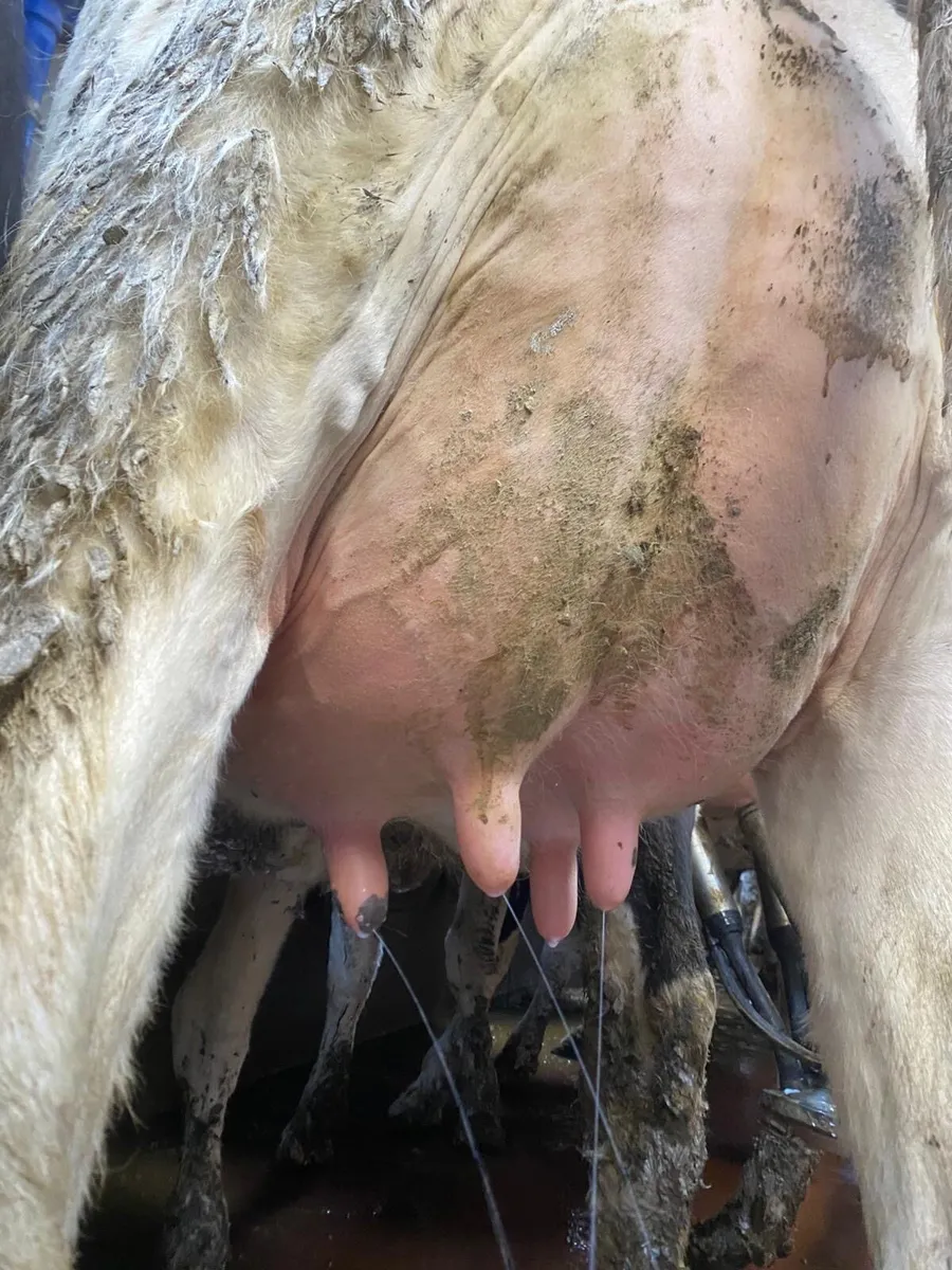 Pedigree Calved Heifers - Image 1
