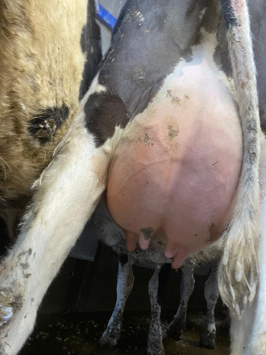 Pedigree Calved Heifers - Image 2