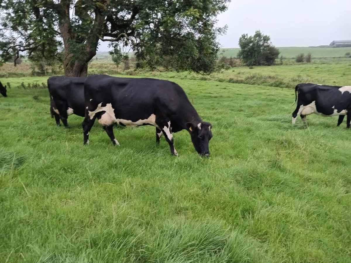 calfed  young  cows in full milk - Image 3