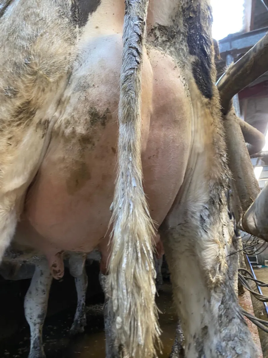 Pedigree Calved Heifers - Image 3