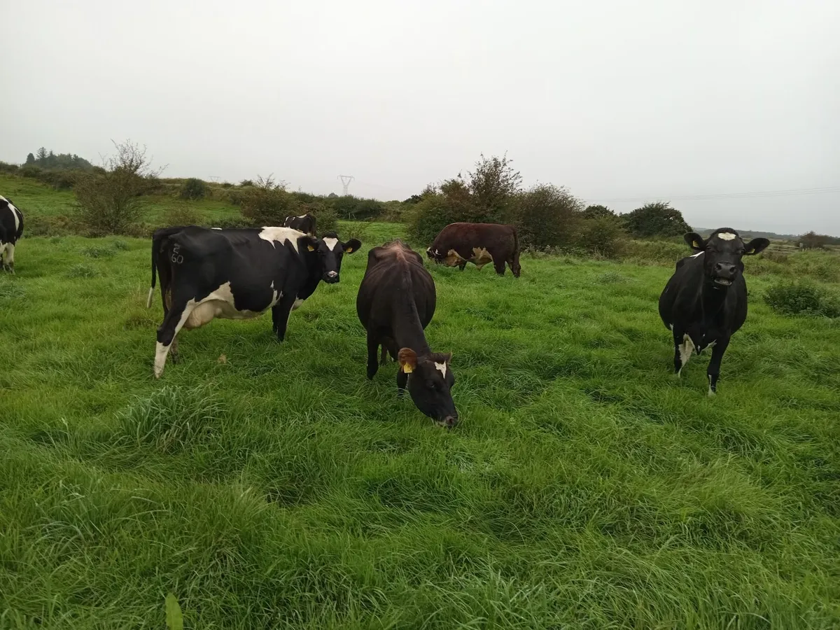 calfed  young  cows in full milk - Image 4