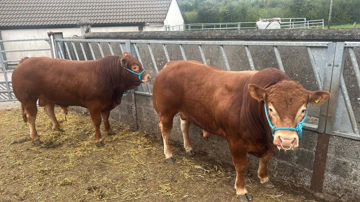 Limousine bull - Image 1