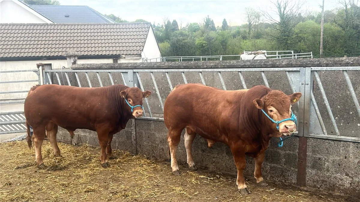 Limousine bull - Image 2