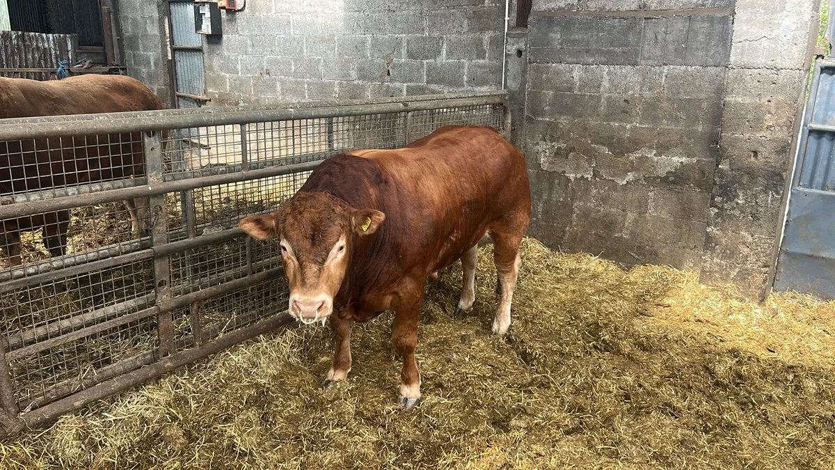 Limousine bull - Image 3