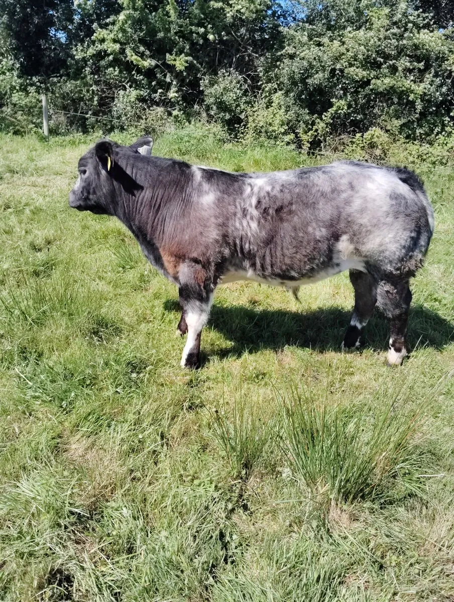 Livestock . Weanling bull.BB. FOR SALE - Image 1