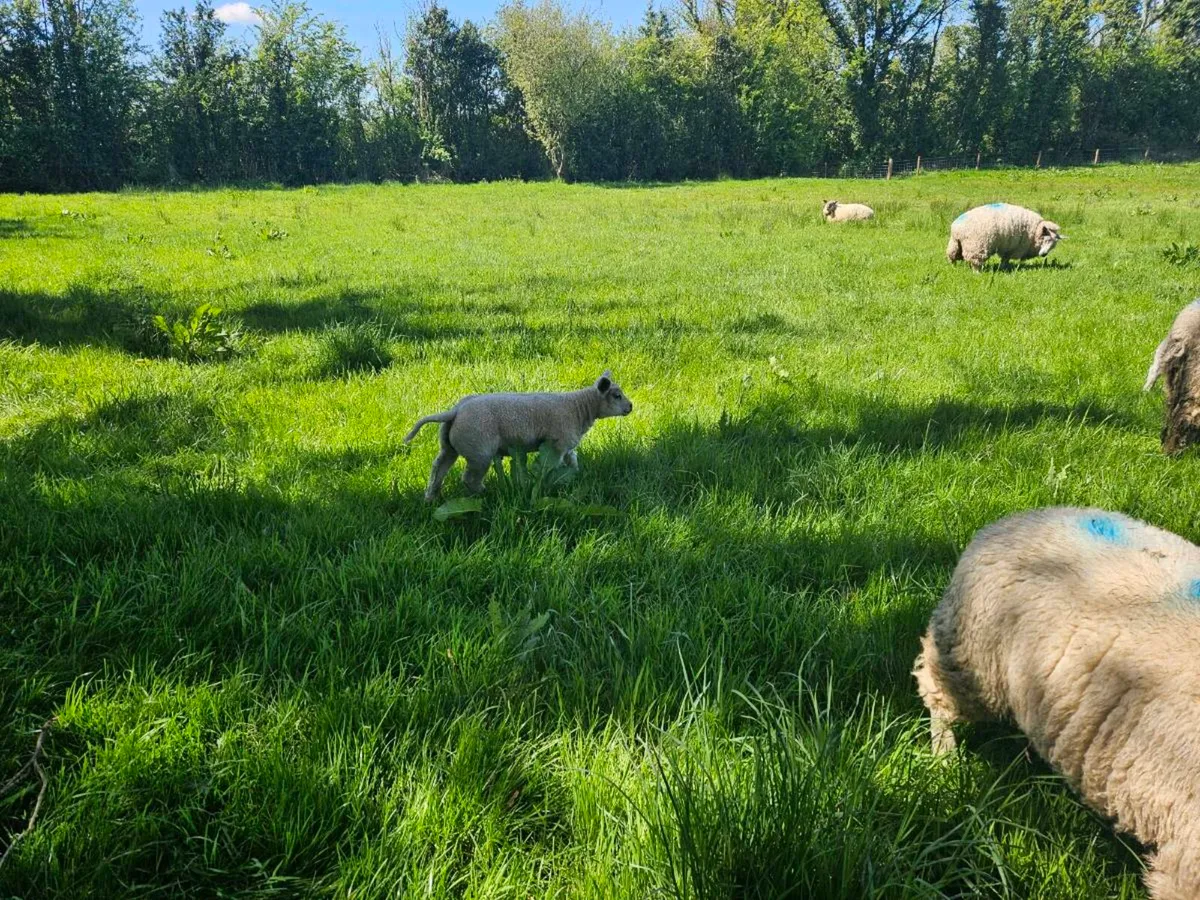 Sheep - Image 3
