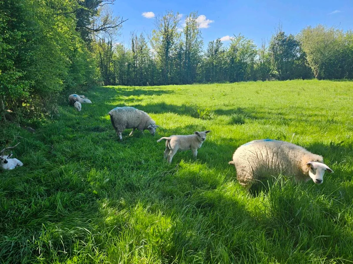Sheep - Image 4
