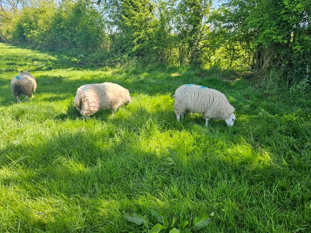 Sheep - Image 2