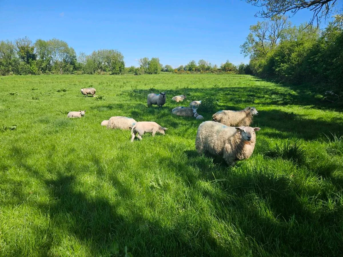 Sheep - Image 1