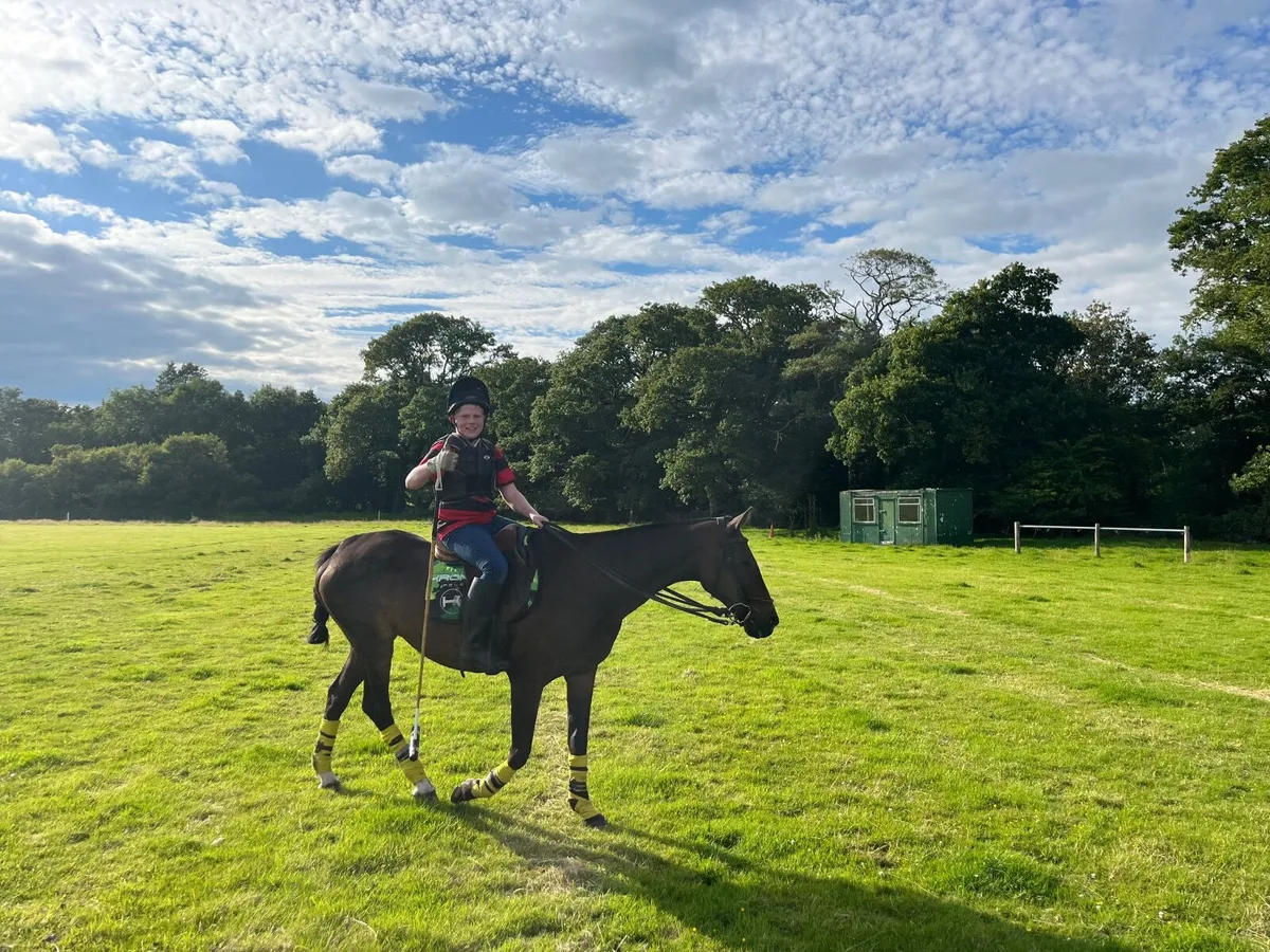 Polo Pony - Image 2