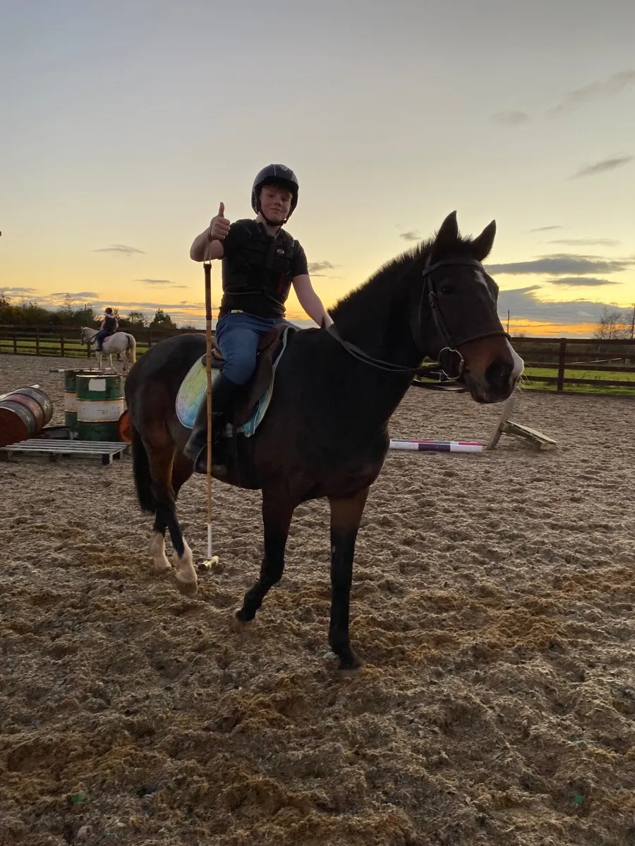 Polo Pony - Image 1