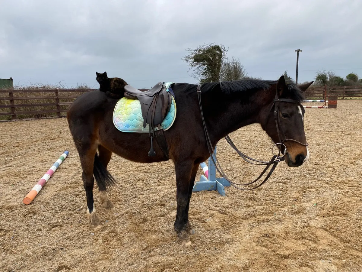 Polo Pony - Image 4