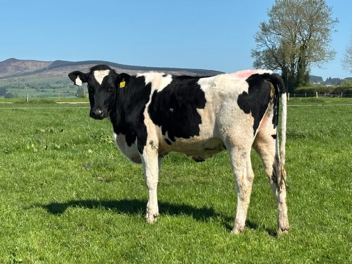 Ped Reg Maiden Heifers - Image 2