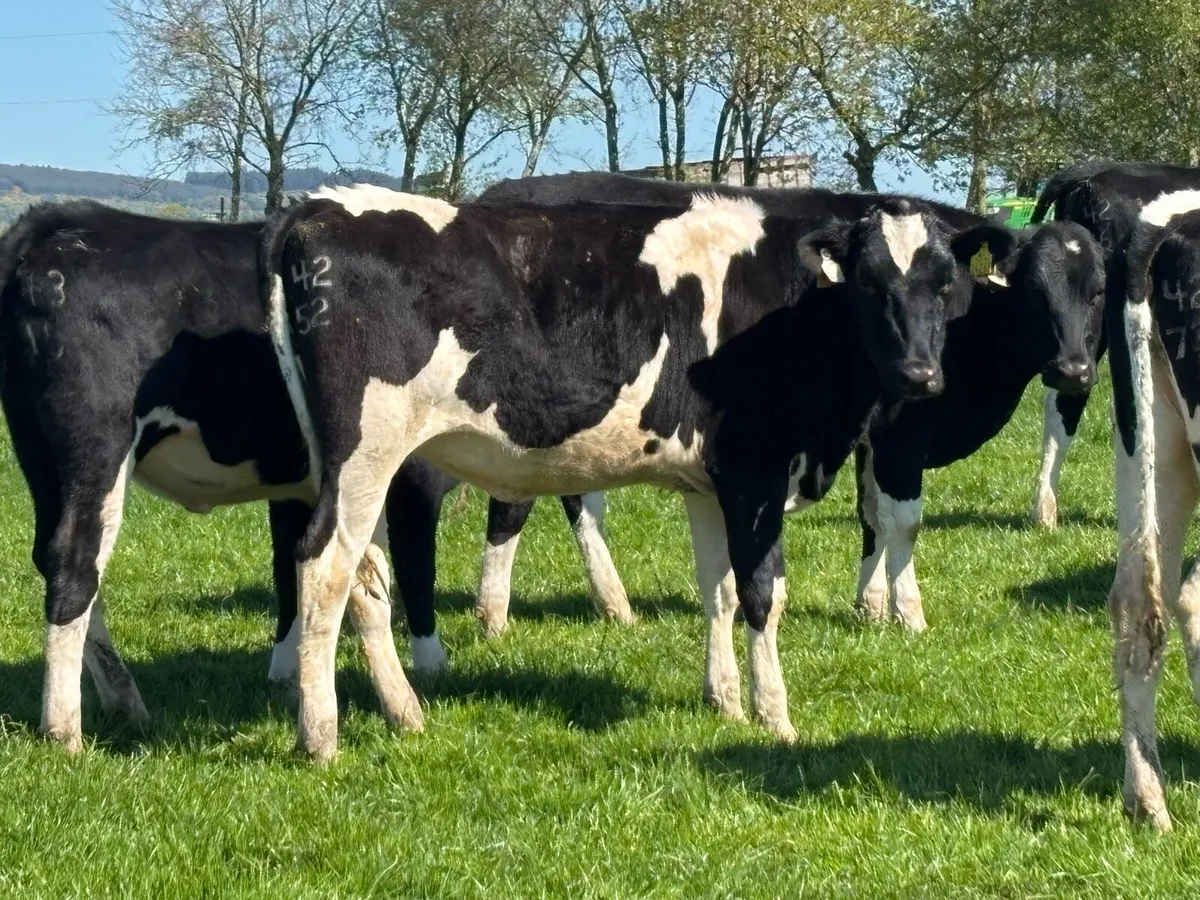 Ped Reg Maiden Heifers - Image 3