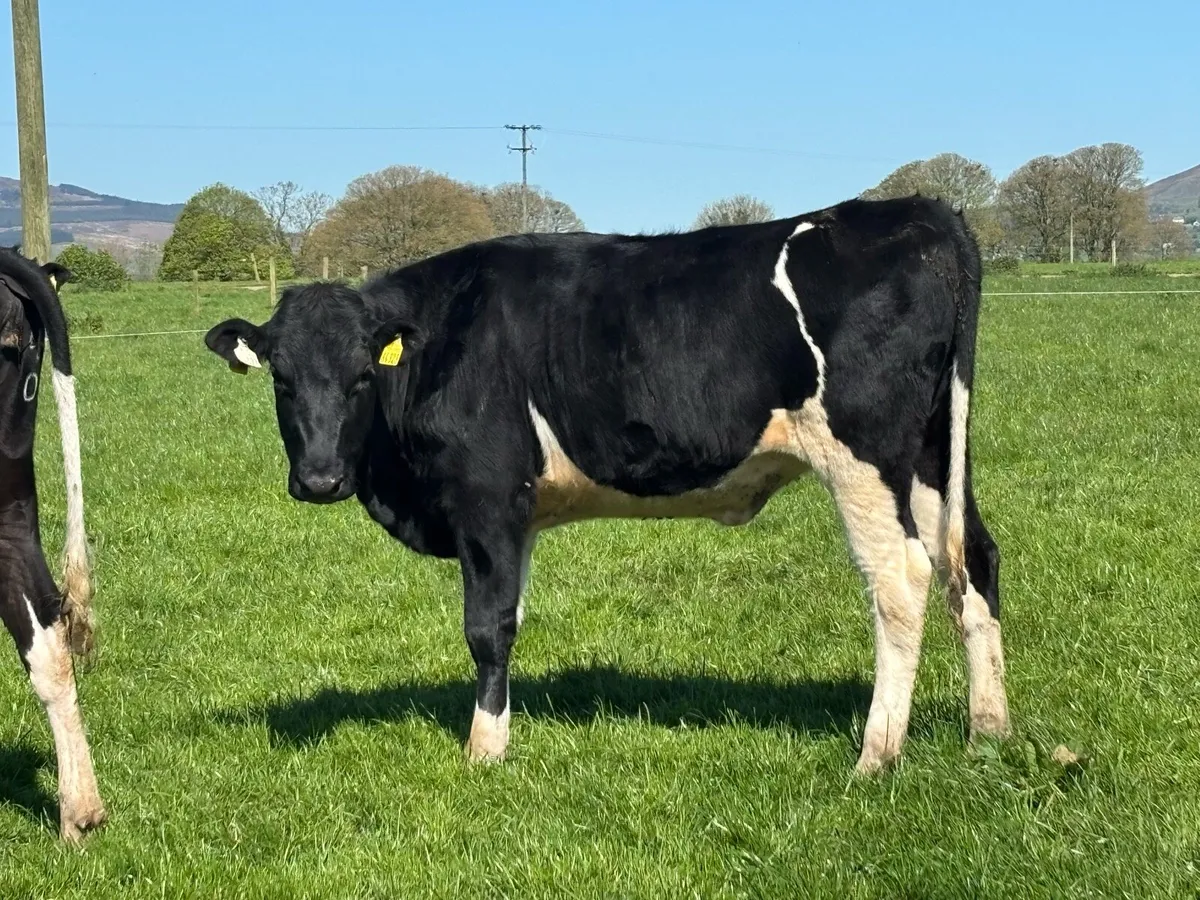 Ped Reg Maiden Heifers - Image 4