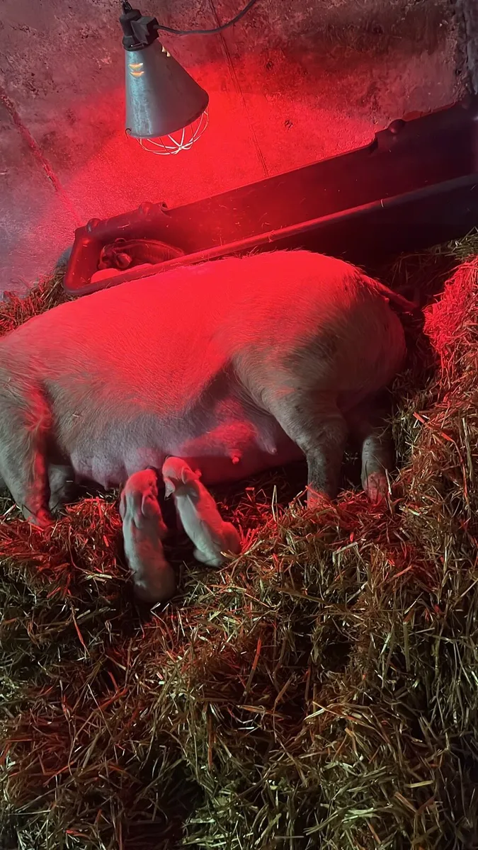 4 Peitrain and 12 Purebreed Landrace Piglets - Image 4