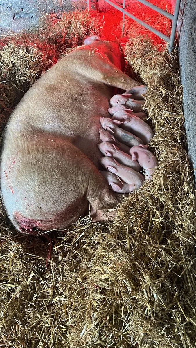 4 Peitrain and 12 Purebreed Landrace Piglets - Image 2