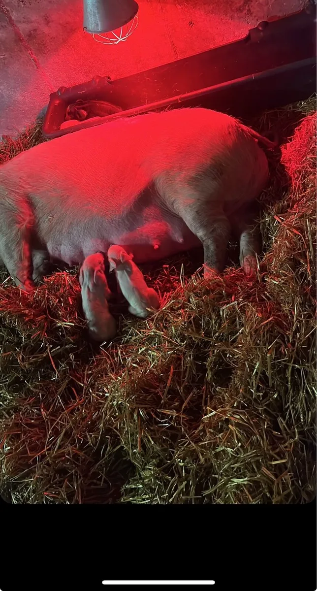 4 Peitrain and 12 Purebreed Landrace Piglets - Image 3