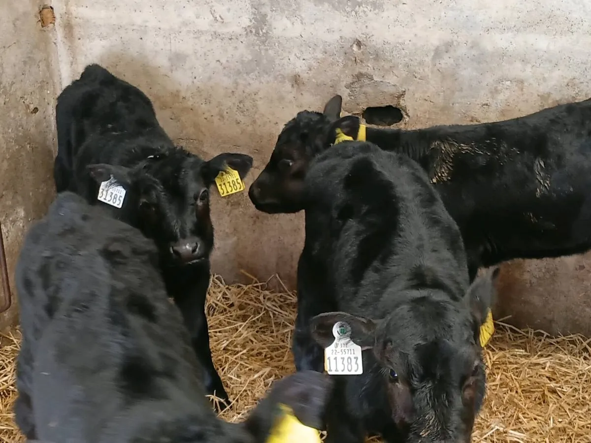 Angus Bull Calves - Image 2