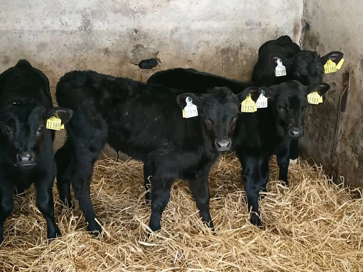 Angus Bull Calves - Image 1