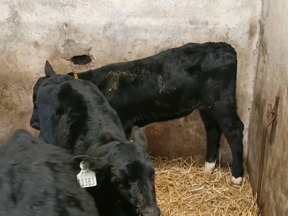 Angus Bull Calves - Image 3