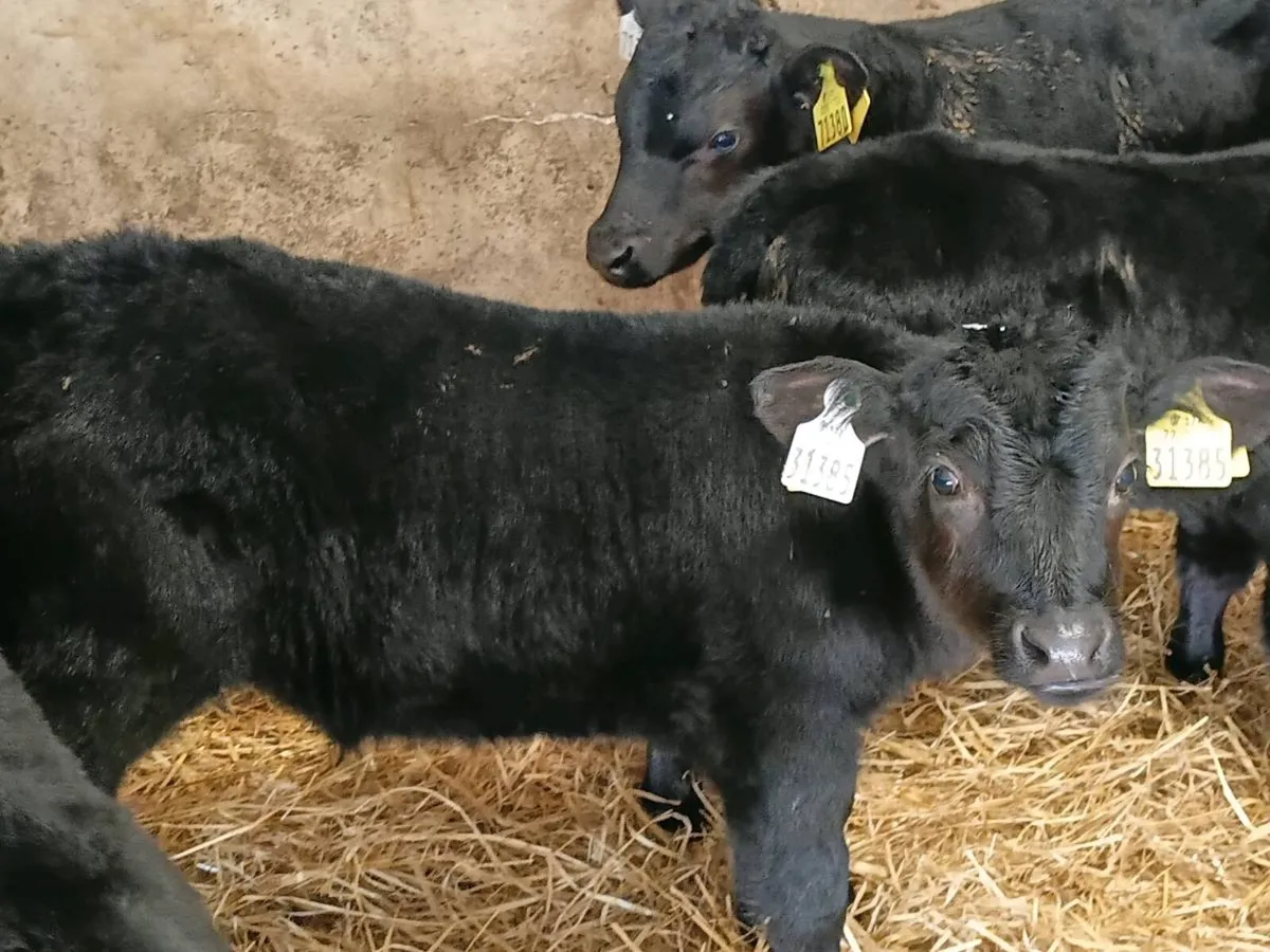Angus Bull Calves - Image 4