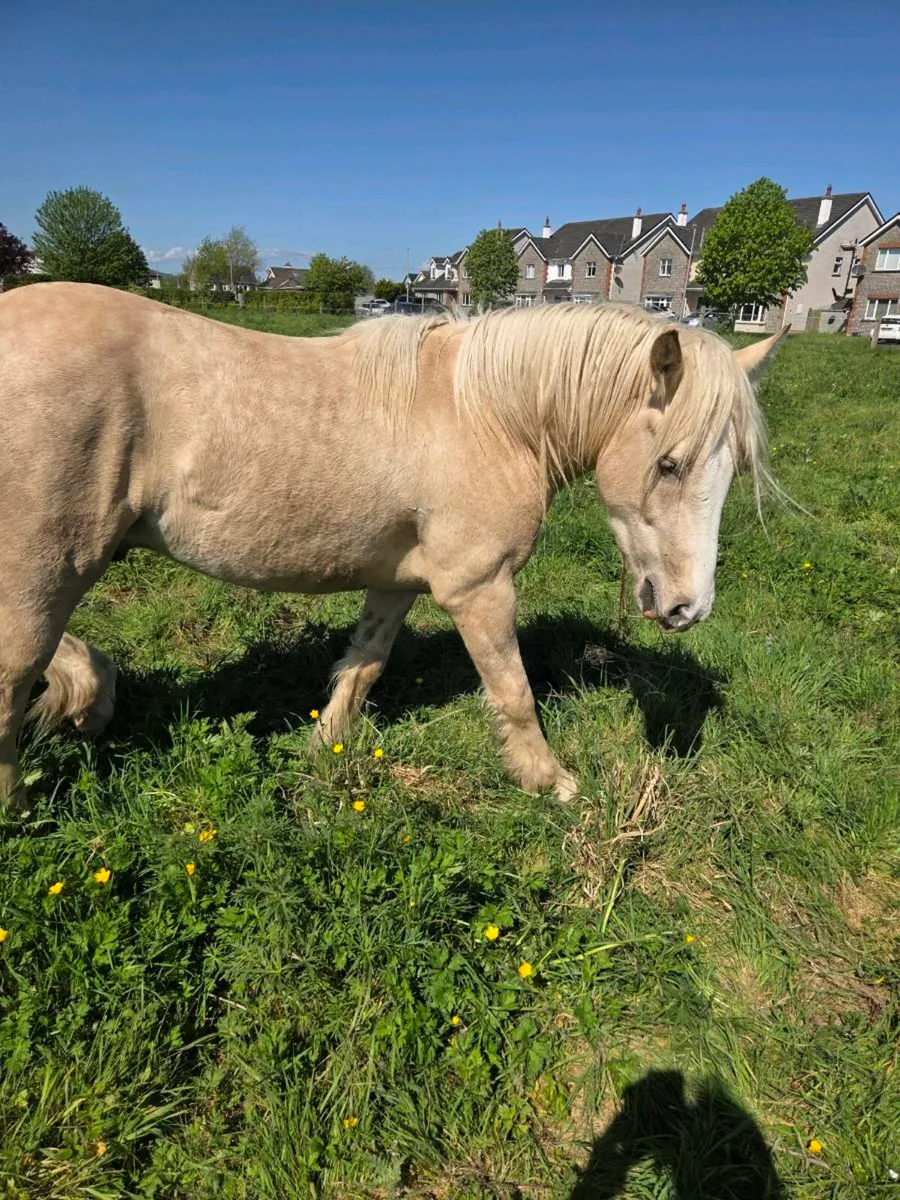 Stunning palamino Irish Cob . - Image 3
