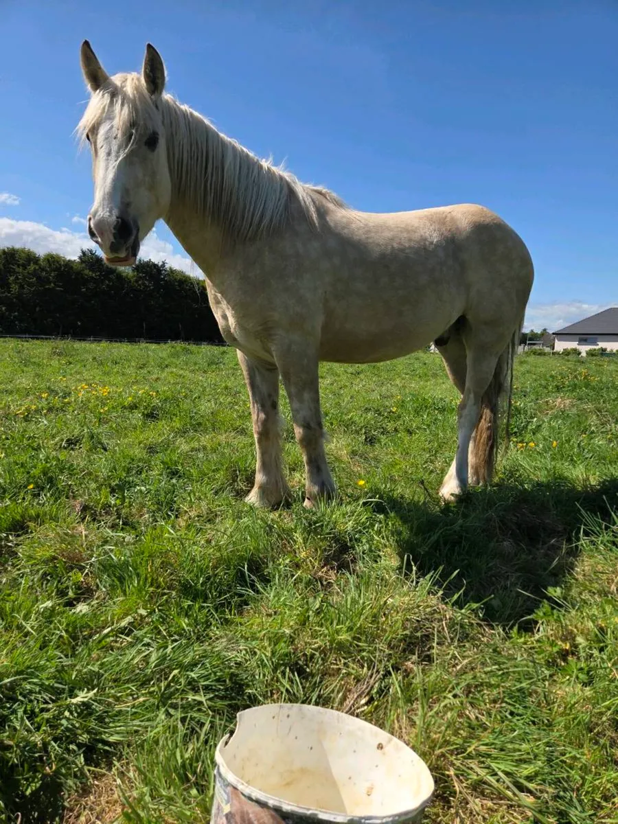 Stunning palamino Irish Cob . - Image 2