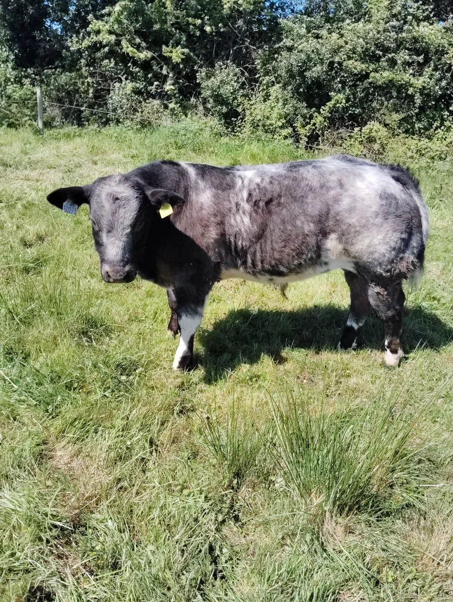 Livestock . Weanling bull.BB. FOR SALE - Image 2