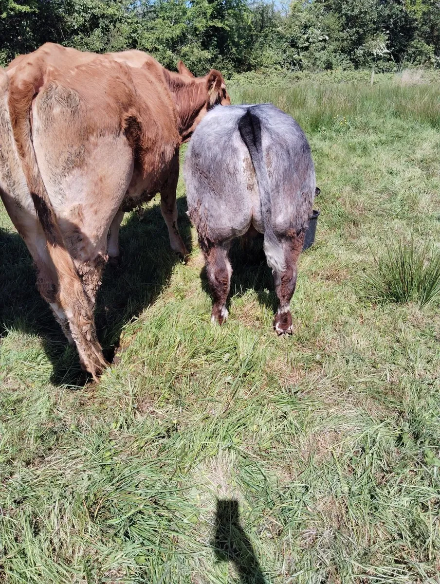 Livestock . Weanling bull.BB. FOR SALE - Image 3