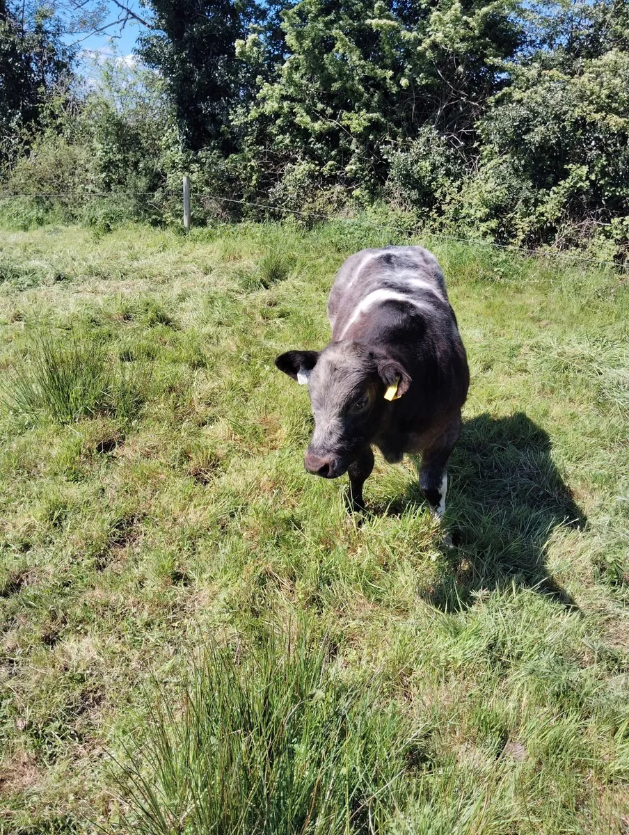 Livestock . Weanling bull.BB. FOR SALE - Image 4