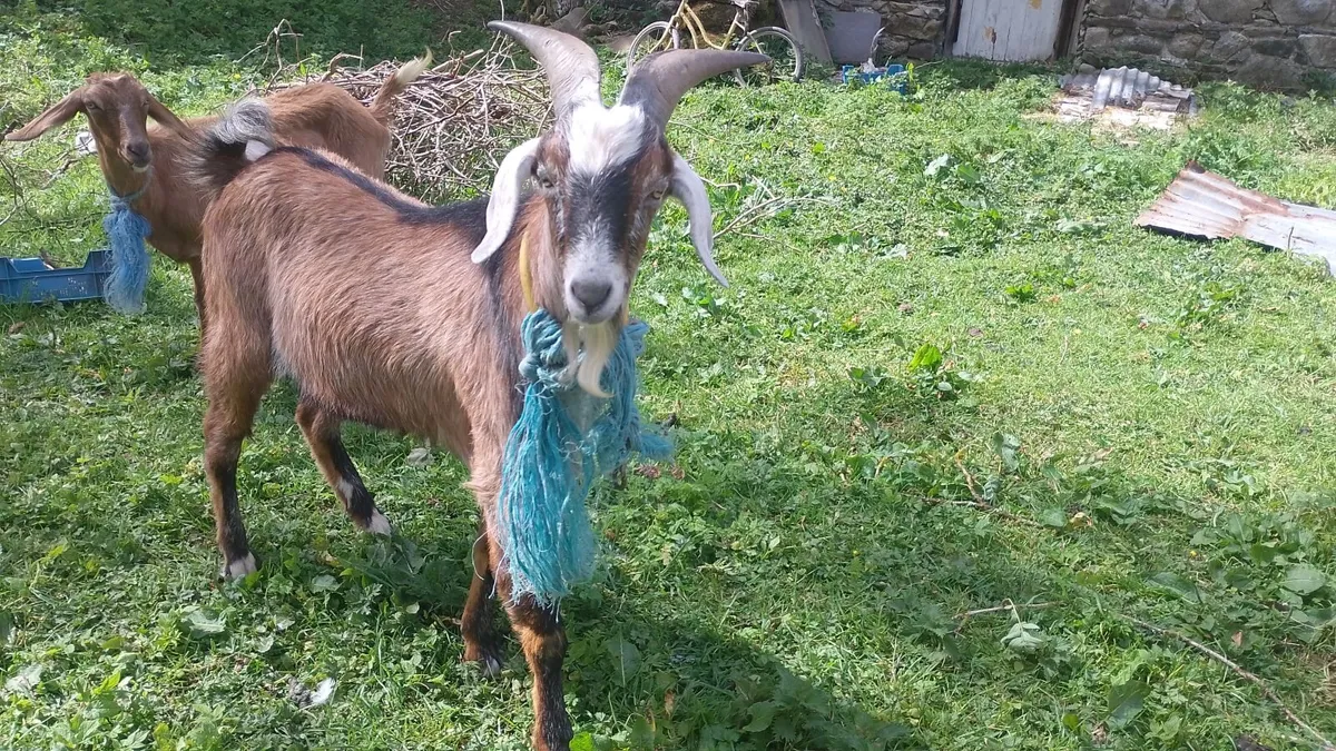Billy goat - Image 1