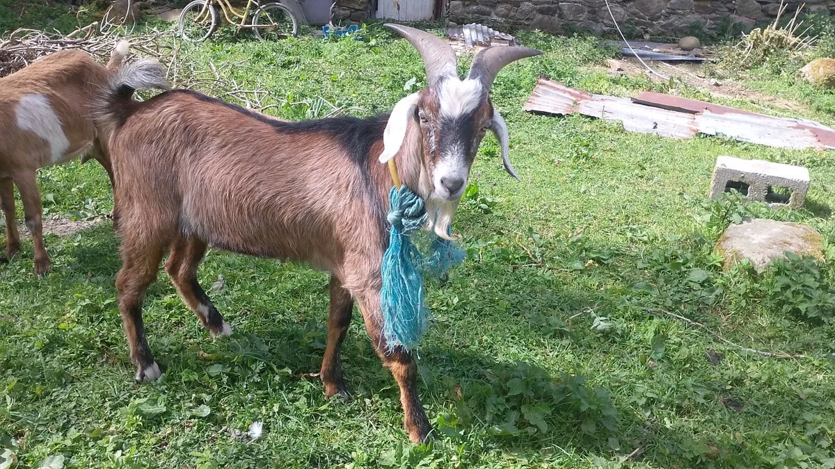 Billy goat - Image 2