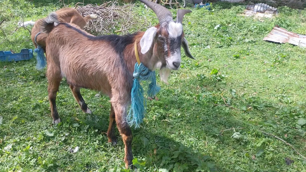 Billy goat - Image 3