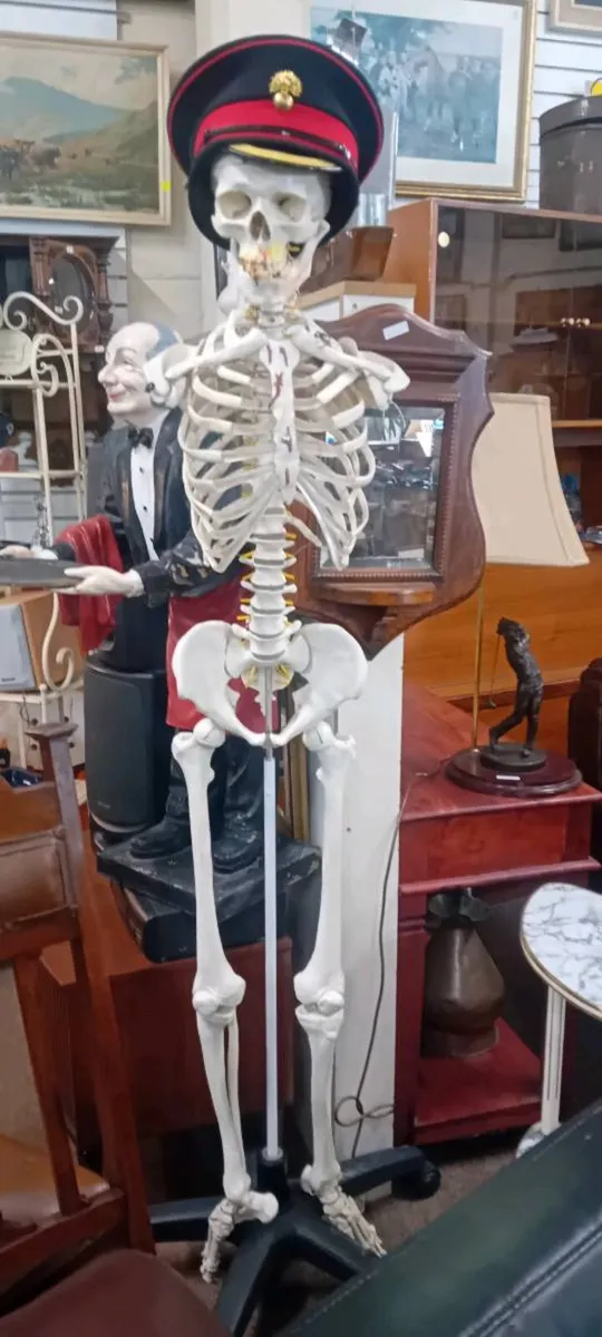 Medical Quality Skelton No Arms - Image 1