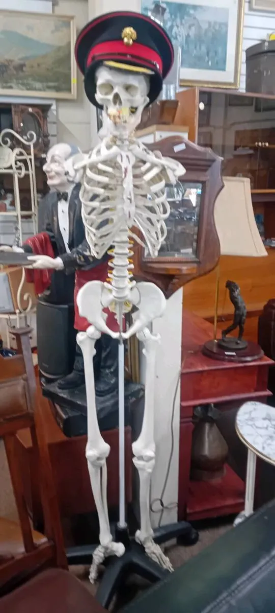 Medical Quality Skelton No Arms - Image 2