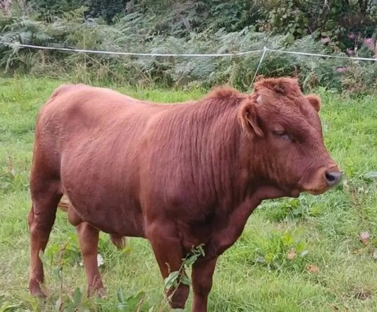2 x Pedigree Dexter Bulls for Sale - Image 1