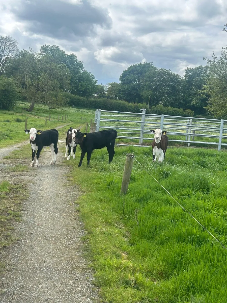 Cow and calves for sale - Image 1