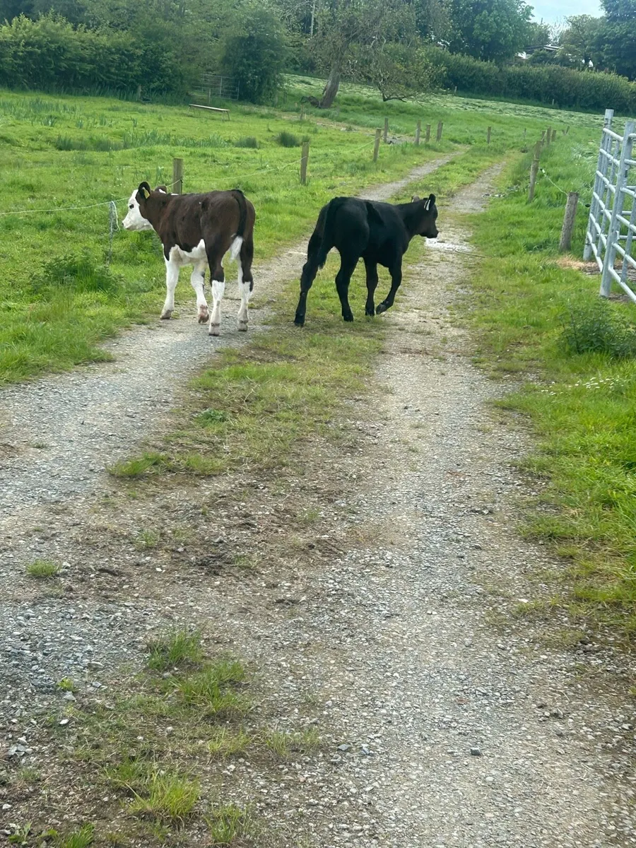Cow and calves for sale - Image 2