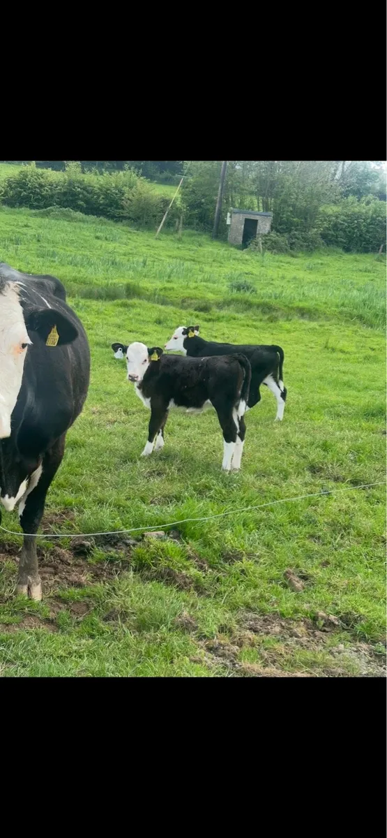 Cow and calves for sale - Image 3