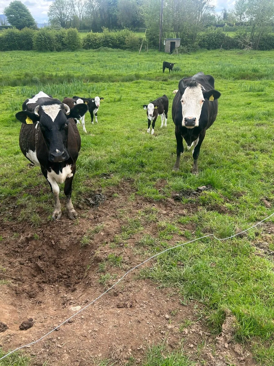 Cow and calves for sale - Image 4