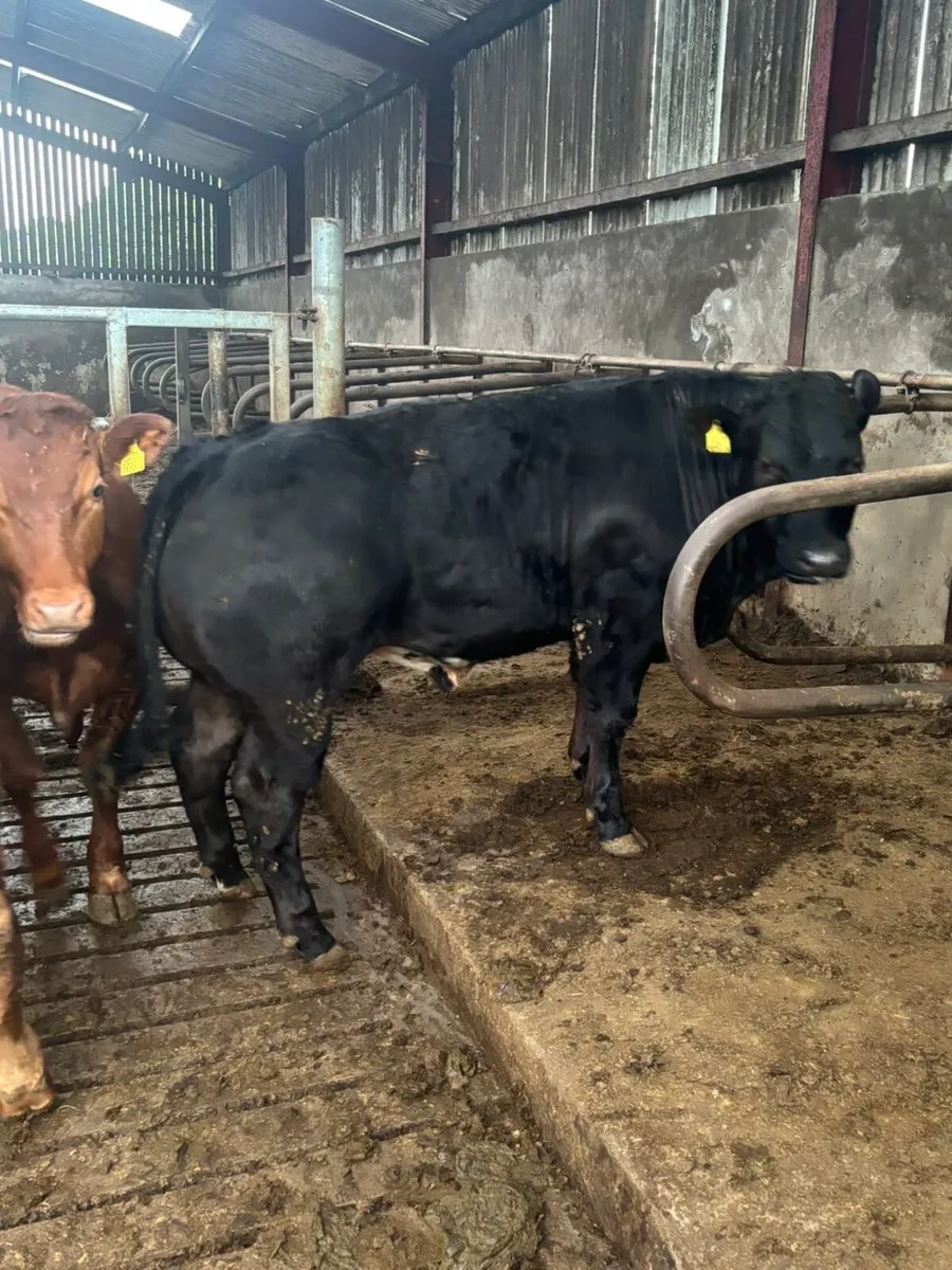 Bullocks - Image 1
