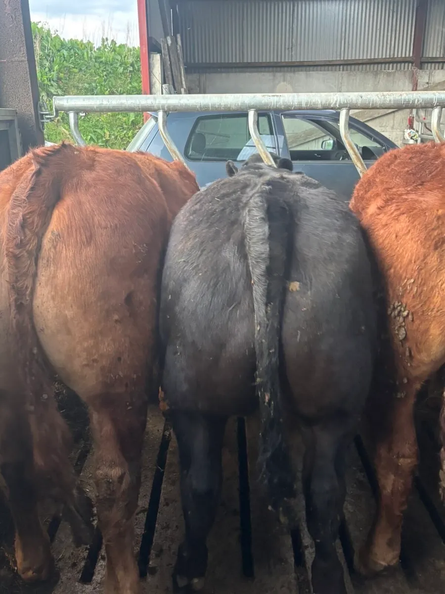 Bullocks - Image 3