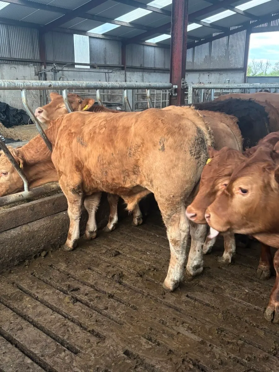 Bullocks - Image 4