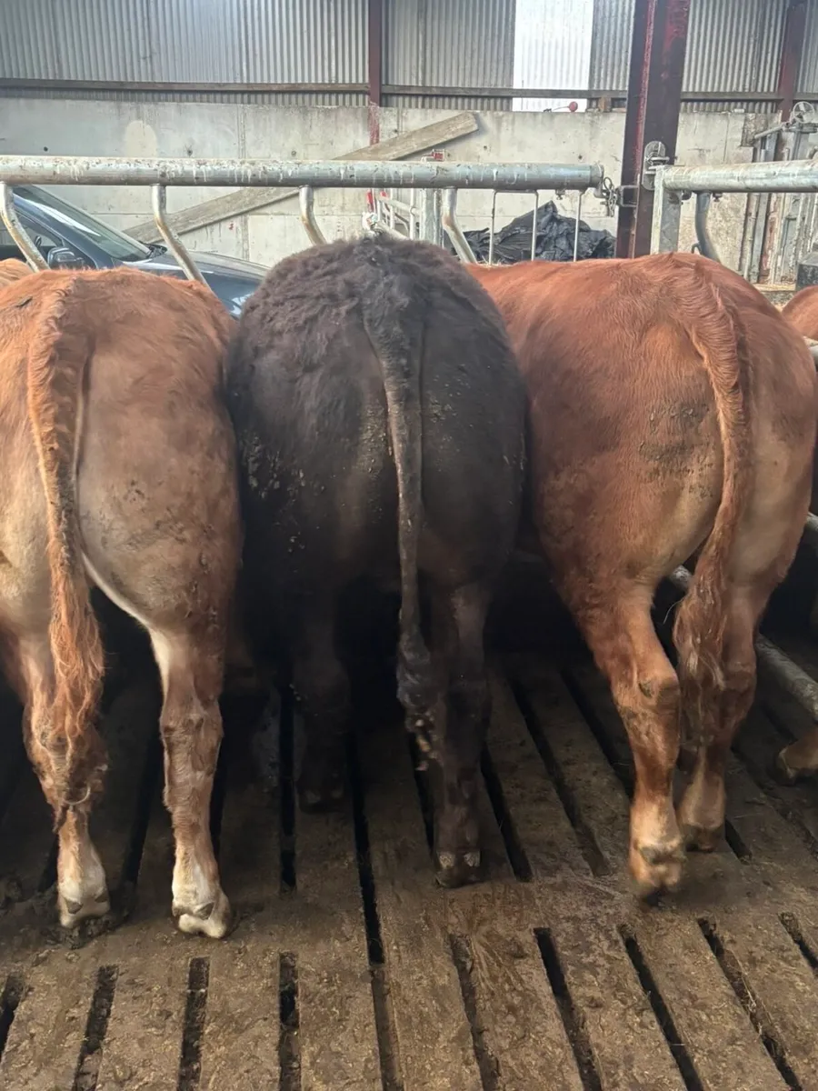 Bullocks - Image 2