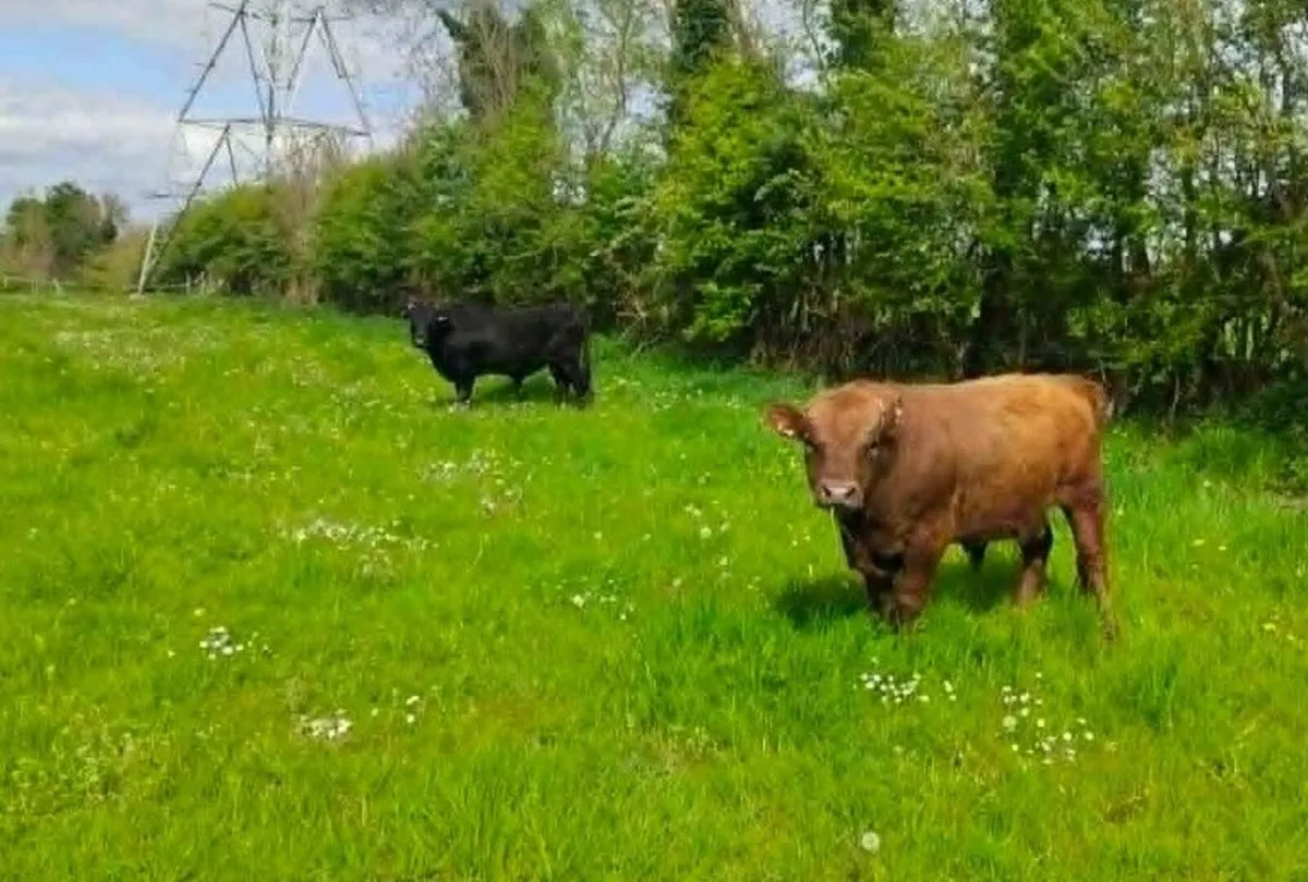 2 x Pedigree Dexter Bulls for Sale - Image 3